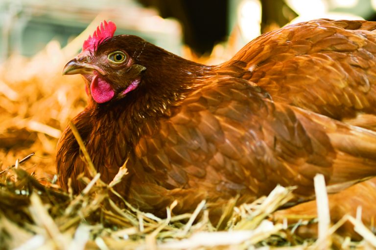 How To Choose The Right Chicken Coop Size 2019 Guide